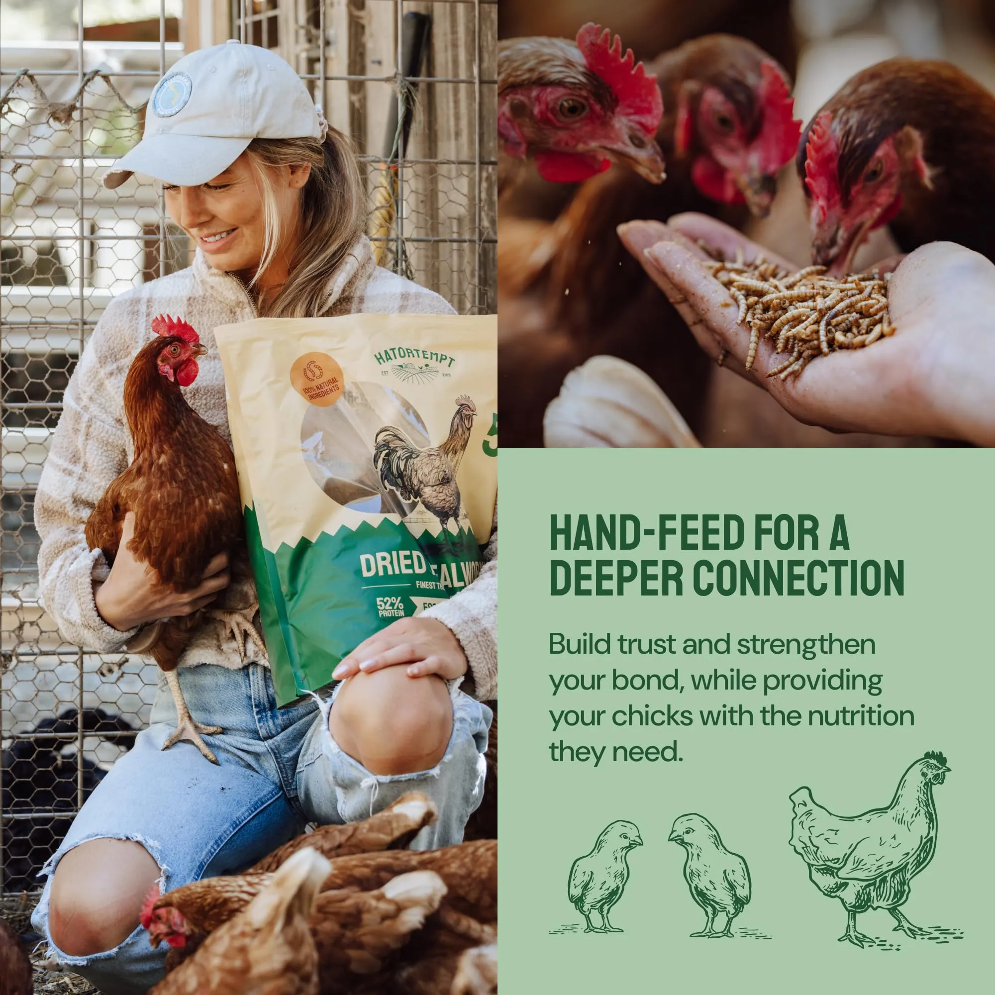 Hatortempt Bulk Dried Mealworms, 10 Lbs  Non-GMO Mealworms for Chicken & Birds - Insect Protein for Poultry Feed - Worms for Chickens, Laying Hens, Quail, Ducks - Bird Seed Alternative