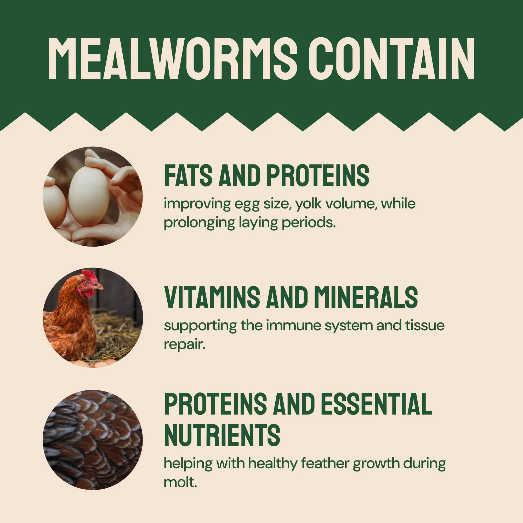 Hatortempt Bulk Dried Mealworms, 10 Lbs  Non-GMO Mealworms for Chicken & Birds - Insect Protein for Poultry Feed - Worms for Chickens, Laying Hens, Quail, Ducks - Bird Seed Alternative